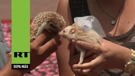 Erizos, conejos, perros y gatos: masiva boda de animales en Perú 