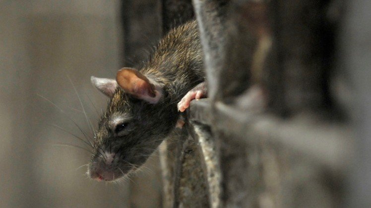 La peste bubónica podría amenazar Nueva York