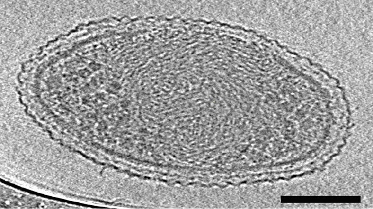 Fotos: Científicos hallan la forma de vida más pequeña del planeta