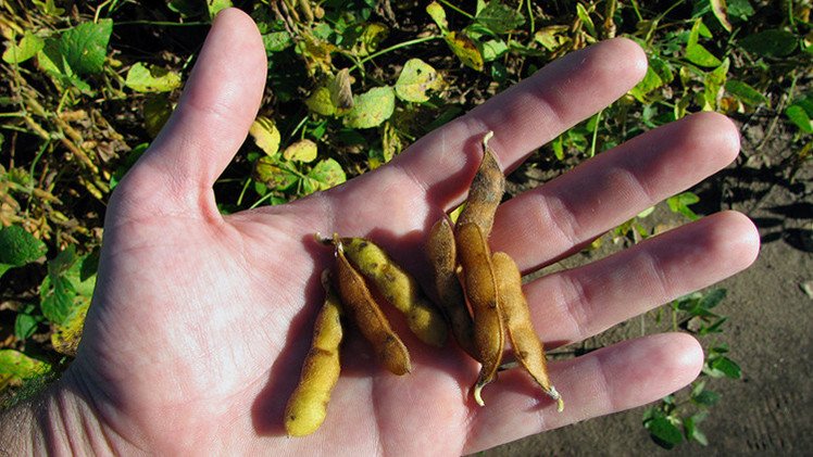 Científicos brasileños: La soja transgénica podría terminar con el sida