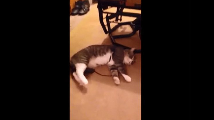 Premio Oscar para un gato que se hace el muerto para no ir a pasear