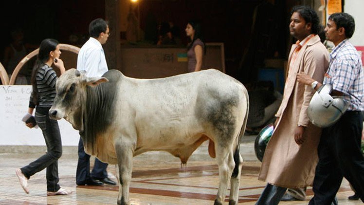 'Nada de filetes': La India decreta 3 años de cárcel a quien venda carne de vacuno