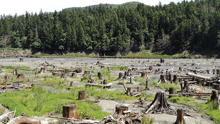 'Science': "Sólo quedan dos grandes trozos de bosque intacto en la Tierra"