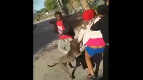 Un pitbull salva a una chica de ser agredida salvajemente por otras tres