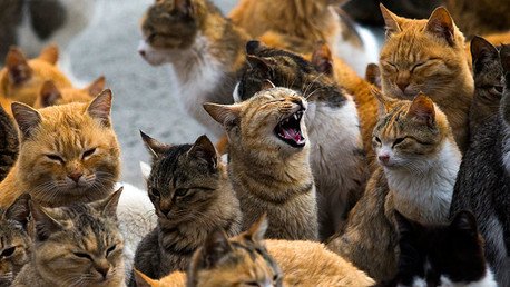 Lugares que son el paraíso de hermosos animales