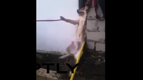 Rescatan con jabón a un perrito atrapado entre dos edificios 