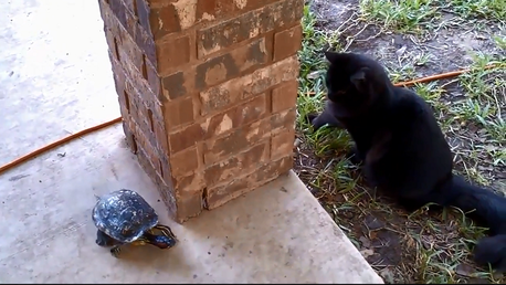 Tortuga y gato juegan al pillapilla