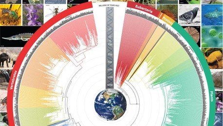 ¿Estaba Darwin equivocado? El 'árbol de la vida' arroja luz al proceso de evolución de las especies