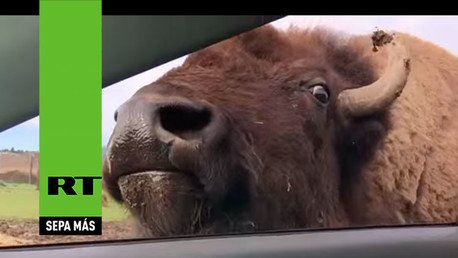 Un búfalo salvaje lame a una mujer durante un safari