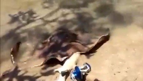 Sigilosa y mortal: una mantarraya sale a la superficie para devorar a su presa