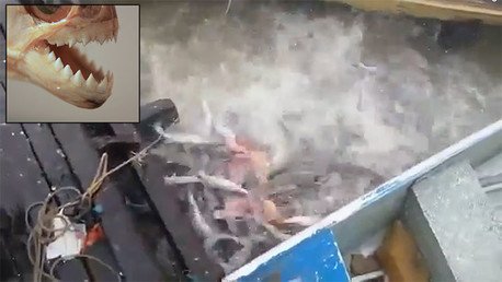 Así reaccionan hambrientas pirañas al tirarles carne al río
