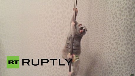 El baile en la barra de un lori que no deja indiferente a nadie