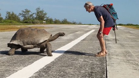 Interrumpe una 'cita romántica' de dos tortugas y el macho lo encara