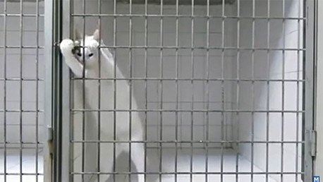 ¿Gato, de verdad eres tan inteligente?