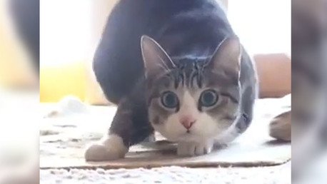 El gato bailarín en su ritual antes de cazar