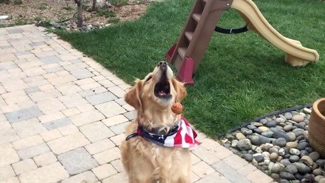 Un perro más torpe del mundo: no logra hacerse con nada de lo que su dueño le tira