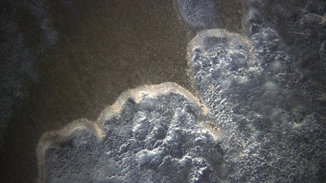 Descubren un virus que infecta a uno de los organismos más resistentes del mundo