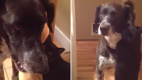 Perro y gato se dan un largo abrazo tras no verse unos días