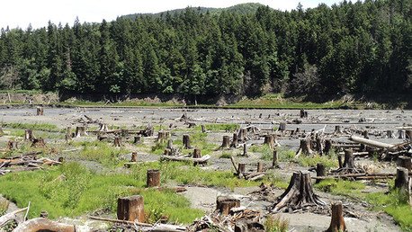 'Science': "Sólo quedan dos grandes trozos de bosque intacto en la Tierra"