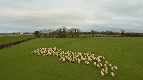 El inesperado resultado de un granjero que remplazó a su perro pastor por un dron 