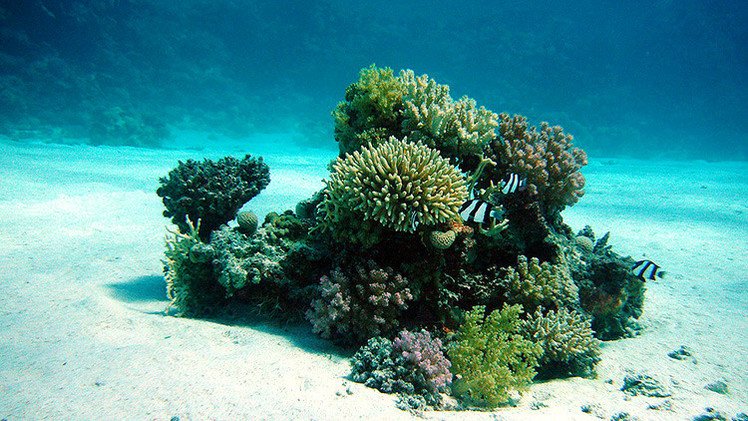 Las 'zonas muertas'  se extienden por el océano y amenazan a la fauna marina