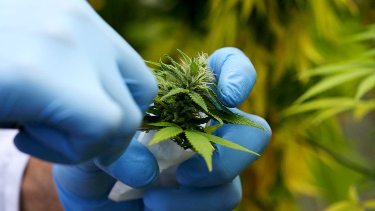 EE.UU. admite que la marihuana ayuda a tratar el cáncer de cerebro