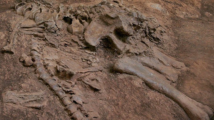 "Mi papá me dijo que era una tortuga": un niño de 5 años descubre un fósil de dinosaurio