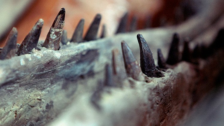 Bolivia bate el récord mundial al hallar más de 10.000 huellas de dinosaurios