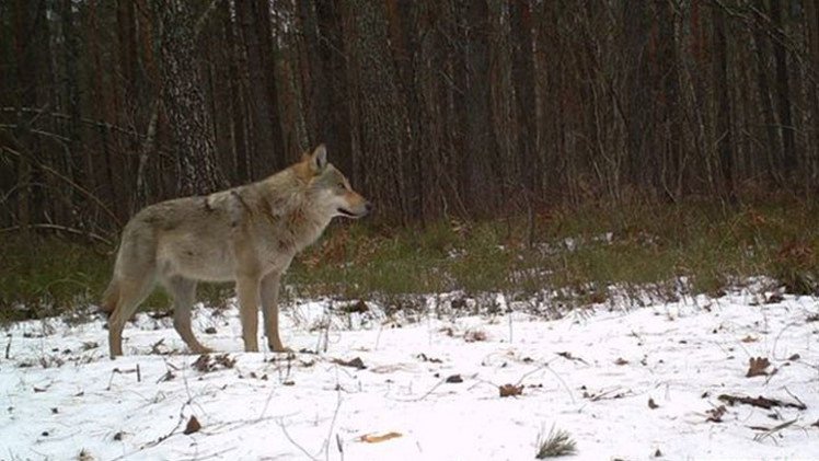 Fotos, video: Cámaras revelan la vida silvestre oculta de Chernóbyl