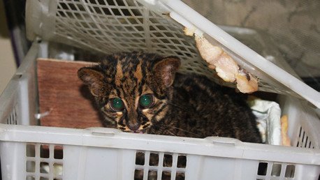 Serpientes, cocodrilos y un gato: Mujer trata de ingresar a Rusia con 108 animales en su maleta