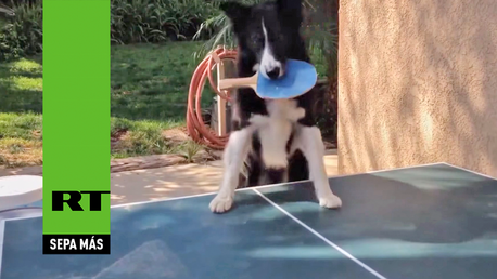 El perro que juega al ping pong