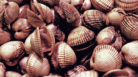 Moluscos marinos de EE.UU. sufren una forma inusual de cáncer contagioso