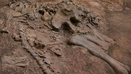 "Mi papá me dijo que era una tortuga": un niño de 5 años descubre un fósil de dinosaurio