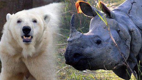 Mapamundi: ¿dónde hay más mamíferos amenazados?