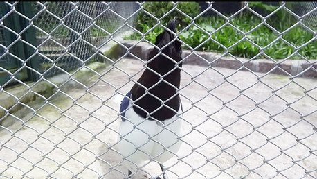 ¿De qué videojuego son los sonidos que imita este increíble pájaro?