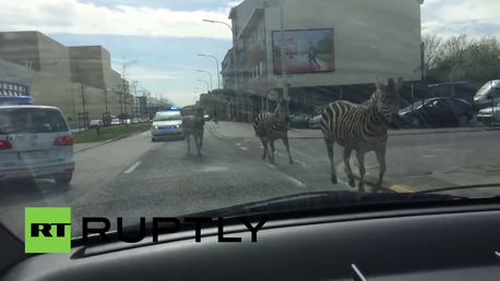 "¡Jumanji!": Tres cebras causan el caos en las calles de Bruselas
