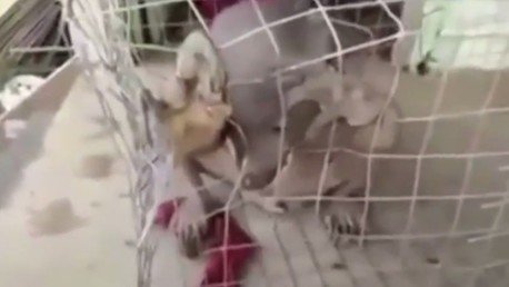 ¿Qué clase de bicho raro han sacado del agua en China?