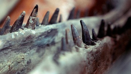 Bolivia bate el récord mundial al hallar más de 10.000 huellas de dinosaurios