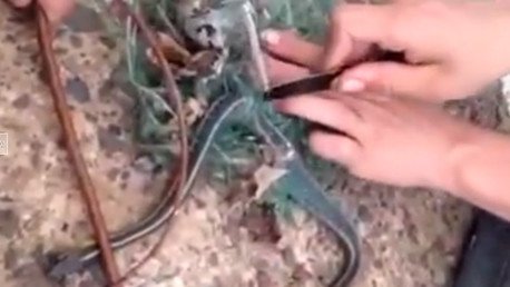 Rescatan a una serpiente pero luego reciben una 'sorpresa'