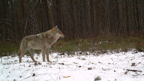 Fotos, video: Cámaras revelan la vida silvestre oculta de Chernóbyl