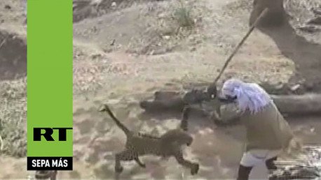 India: Un hombre se defiende de un leopardo con un simple palo