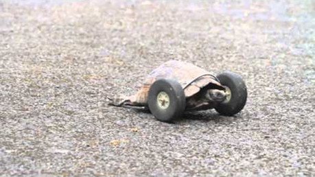 Salvan la vida a una tortuga discapacitada usando un par de ruedas