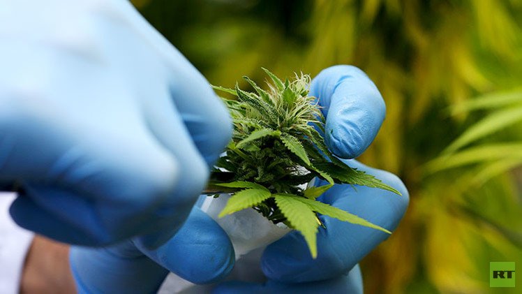 El ejército italiano cultiva marihuana para que a los compradores les resulte más barata