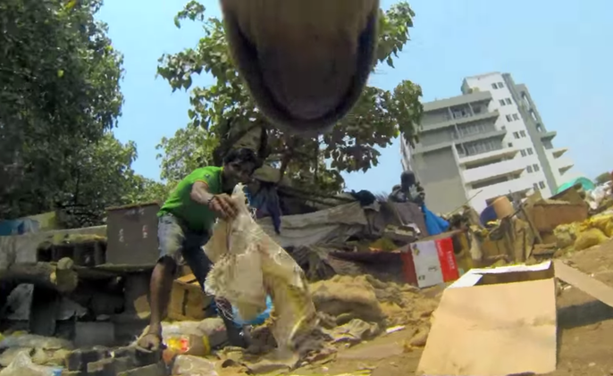 Así es la dramática existencia del perro solitario