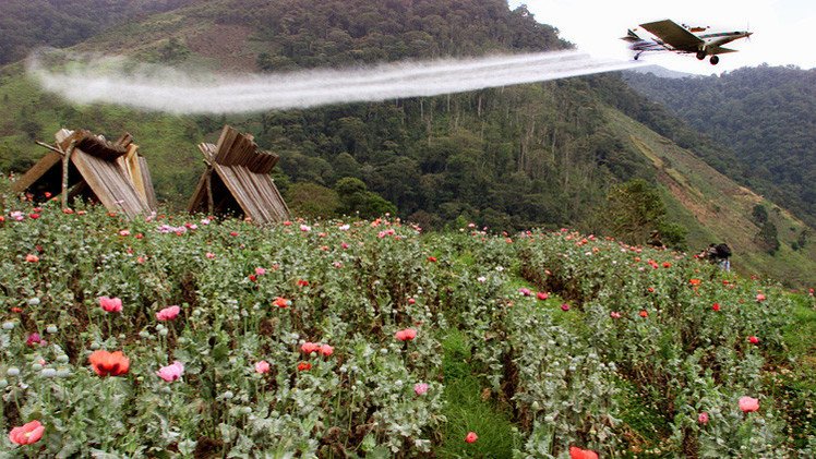 Giro en la guerra contra las drogas: Santos suspende el uso de glifosato en Colombia 