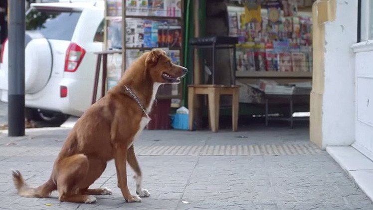 'El hombre y su perro': una conmovedora campaña para fomentar la donación de órganos