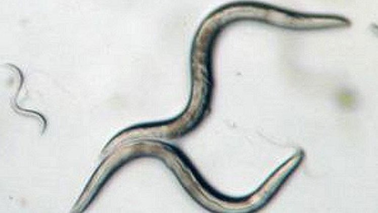 Gusanos 'astronautas' abrirían camino a la conquista de otros mundos