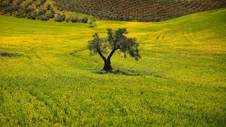 ¿El mundo se quedará sin olivas? España e Italia se enfrentan a la amenaza del 'ébola del olivar'