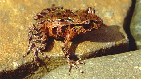 Estudio: Una de cada seis especies podría desaparecer debido al cambio climático