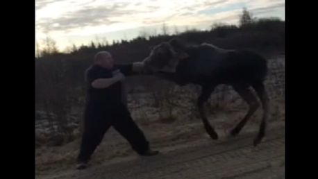 Un alce desagradecido ataca a su rescatador